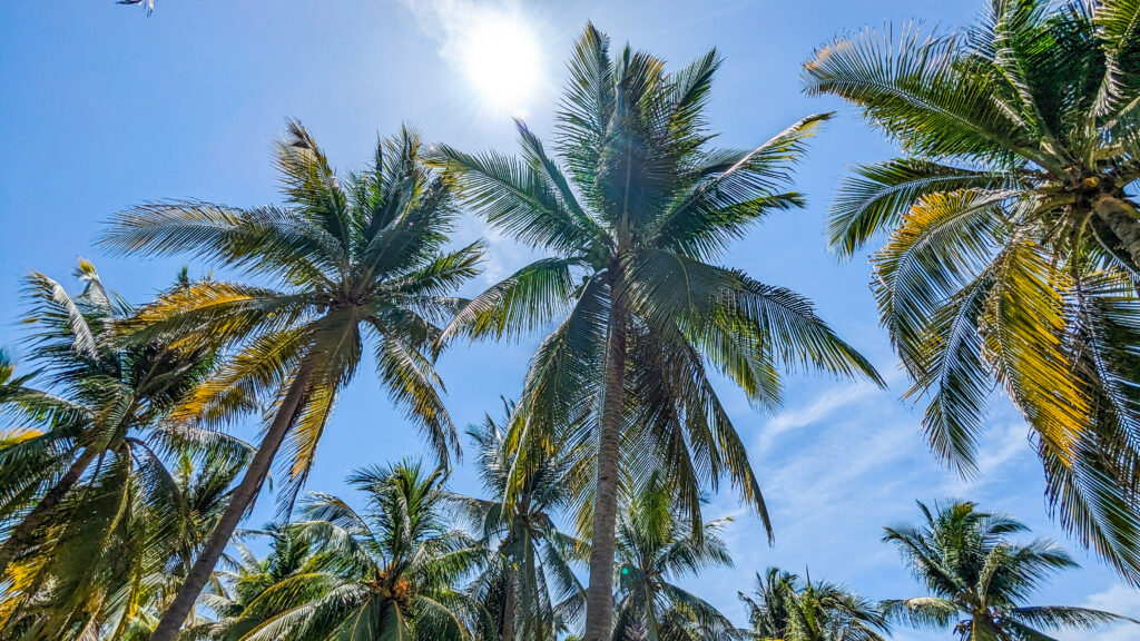 rancho-dos-suenos-costa-del-sol-playa-arena-el-salvador-surfcity-verano-casa-airbnb-palmeras-web- (21)